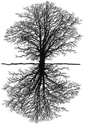 tree_mirror.jpg